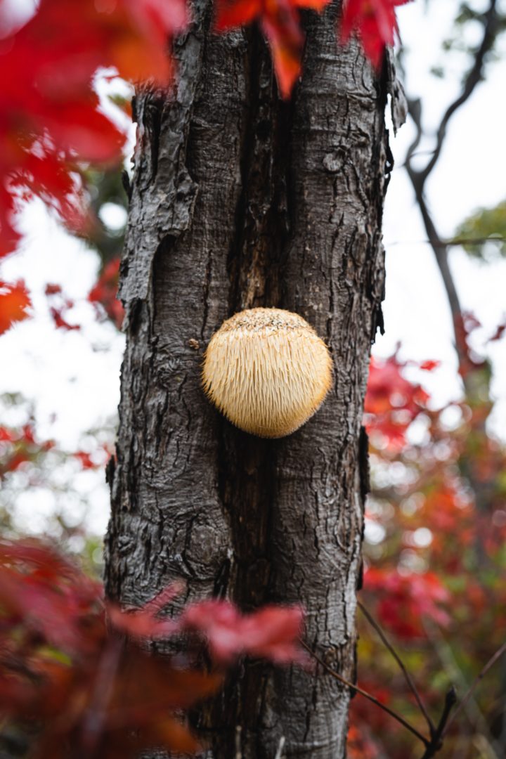 Lion's Mane Mushroom: Benefits, Uses, Side Effects & More