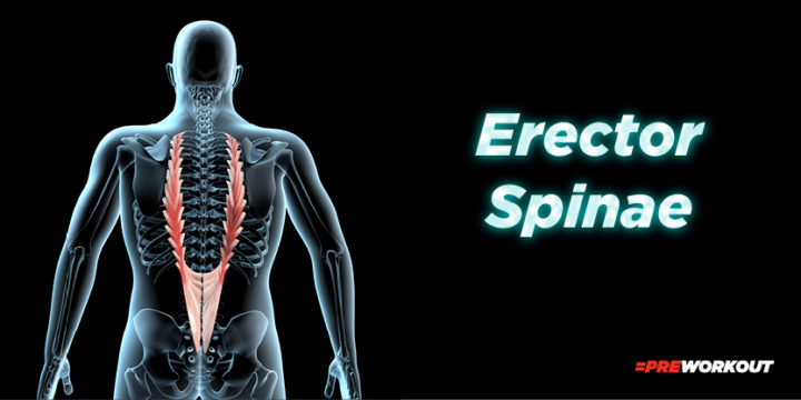 Erector Spinae