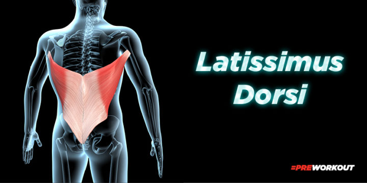 Latissimus Dorsi