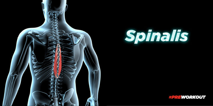 Spinalis