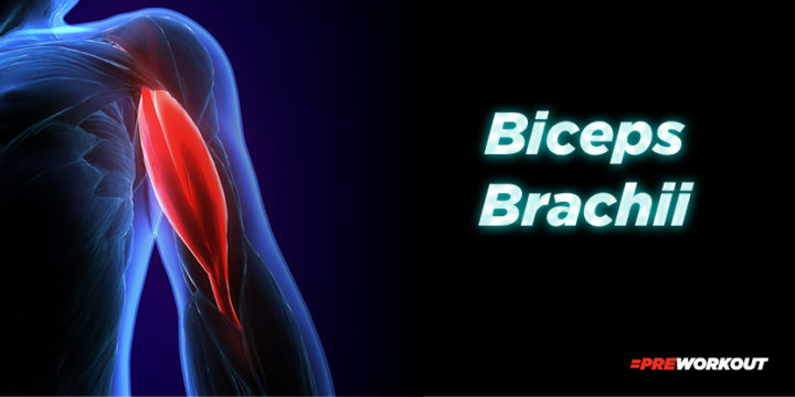 Biceps brachii