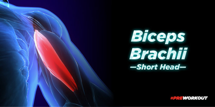 Biceps Brachii short head