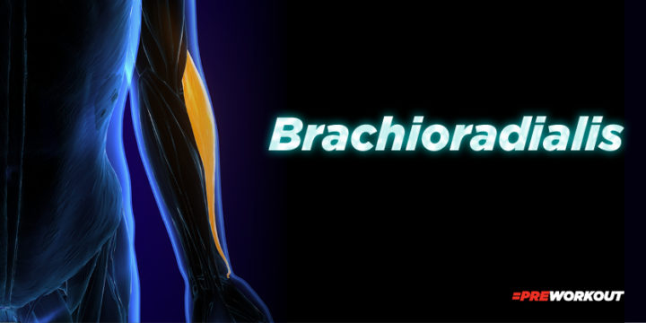 Brachioradialis