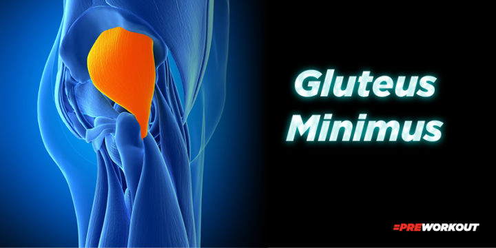 Glute minimus