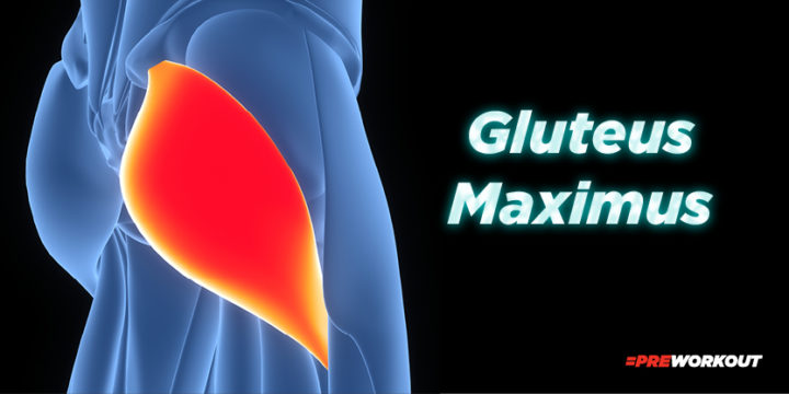 Gluteus Maximus