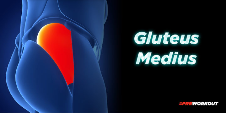 Gluteus Medius