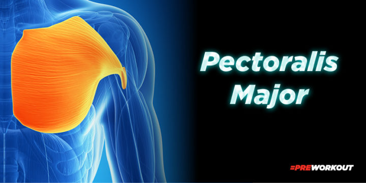 Pectoralis Major