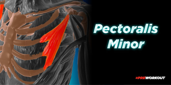 Pectoralis Minor