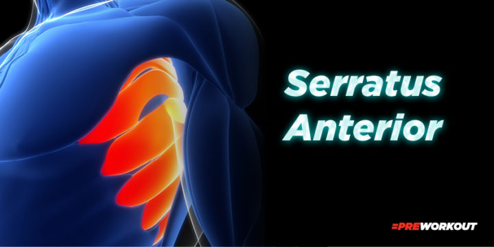 Serratus Anterior