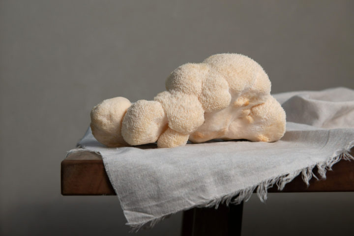 Lion's Mane Mushroom