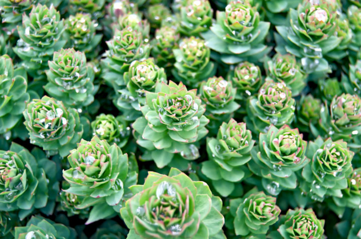 Thriving Rhodiola Rosea plants